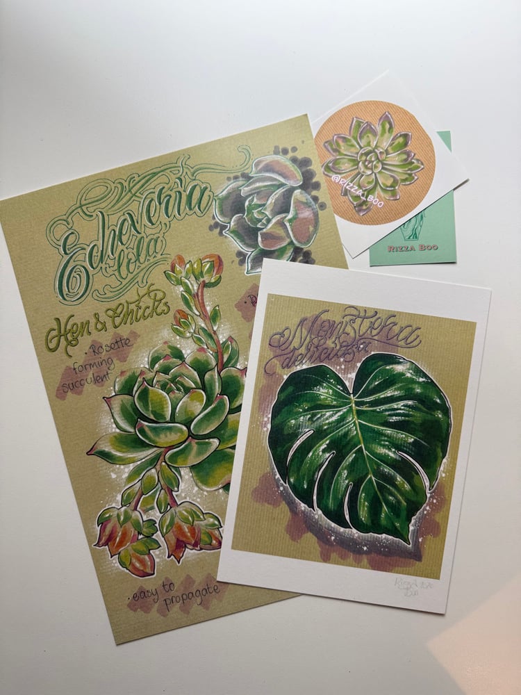 Image of Echeveria & Monstera bundle 