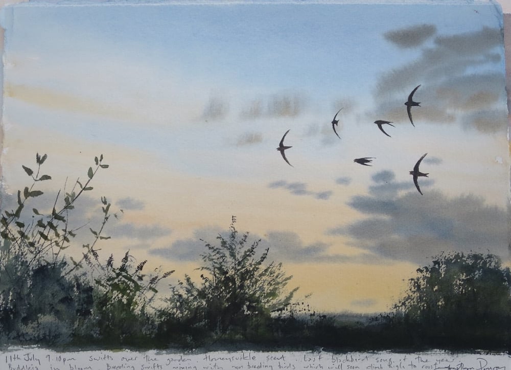 Image of Six swifts and over the back garden-11th July