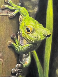 Image 1 of "Froggy" Signed & Numbered PRINT 