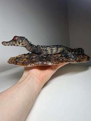 Dwarf Caiman Diorama 