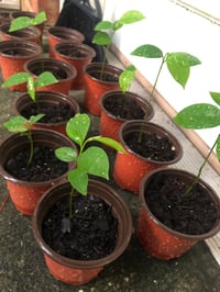 Image 4 of SOURSOP SEEDLINGS 🌱 