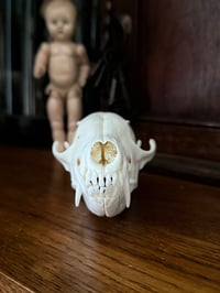 Image 4 of eu red fox skull 1