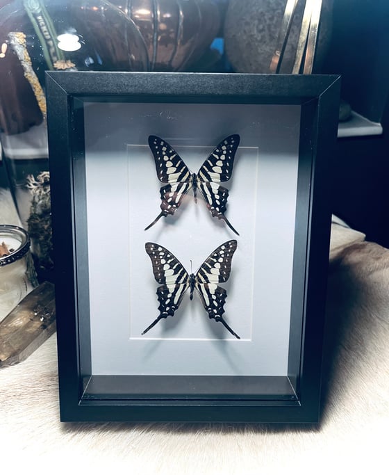 Image of Pair Of Sword Tail Butterflies