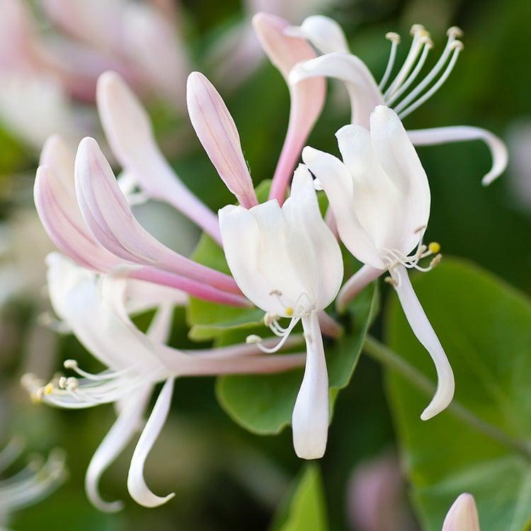 Image of Honeysuckle Jasmine