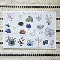 Image 1 of Marine Floras 🪸
