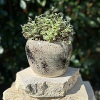 Image 2 of planter Black splatter