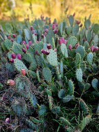 Image 4 of Nopal Y Amor