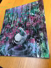 Image 3 of pidgeone