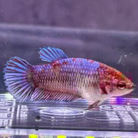 Image of Blue/Crimson Marble Plakat Female