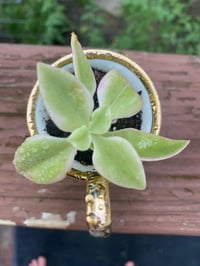 Image 2 of Baby Sun Rose in Victorian Cup