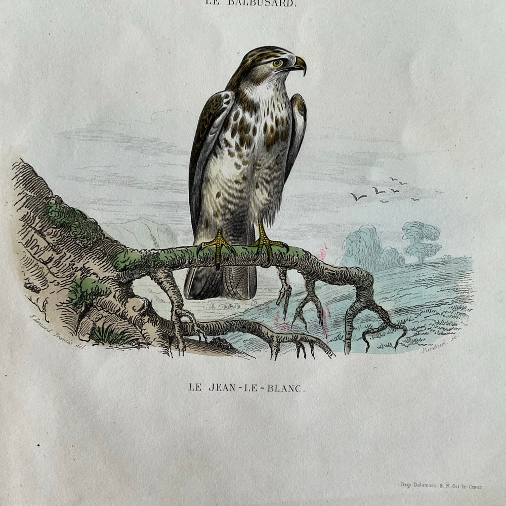 Image of Birds Of Prey
