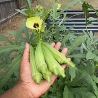 Image 1 of Okra Clemson Spineless
