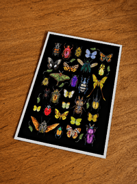 Image 2 of Insect Art Print with Moths Butterflies & Beetles Black