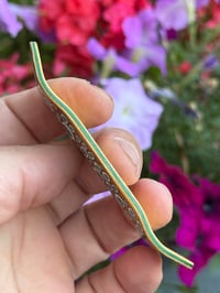 Image 3 of Symmetrical Popsicle Eyes 36mm Gold