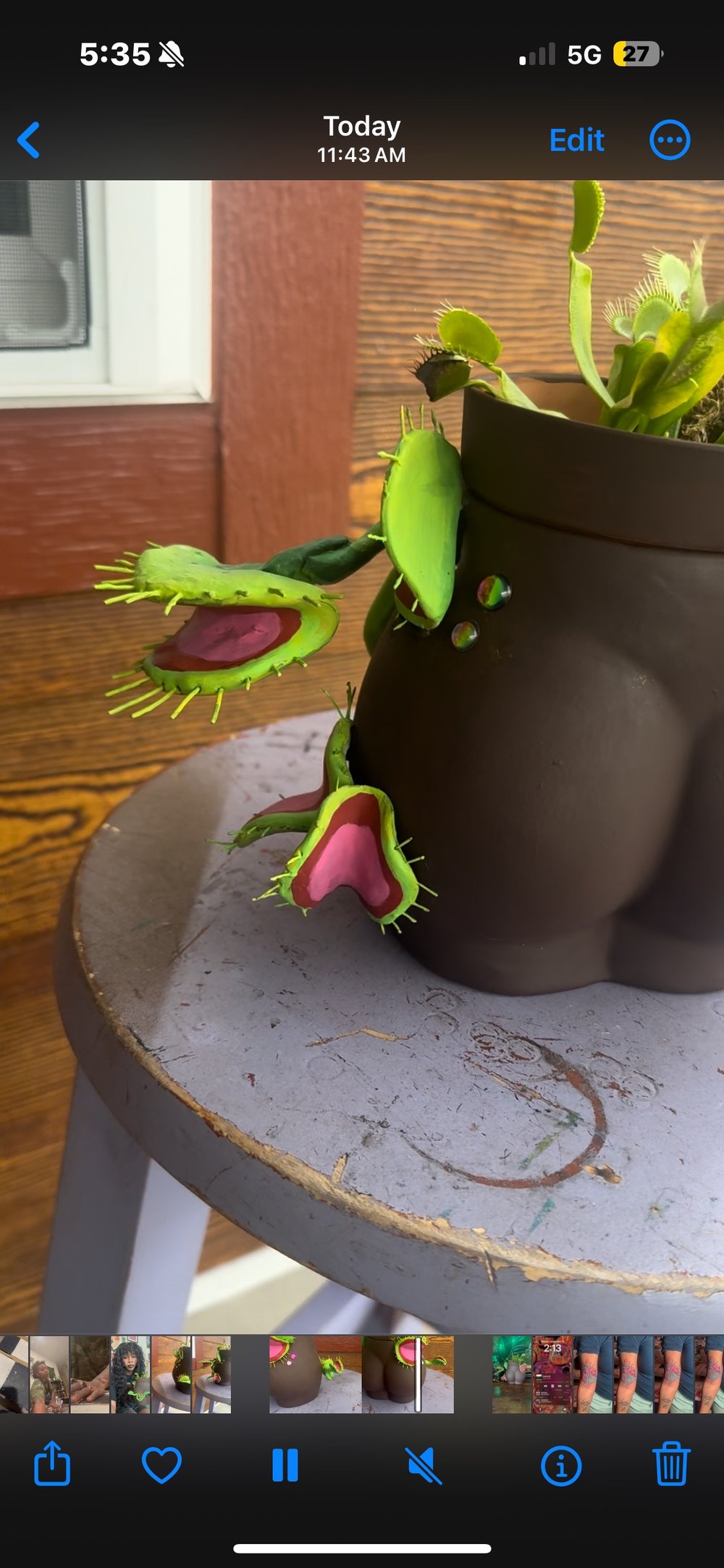 Image of Venus fly trap planter 