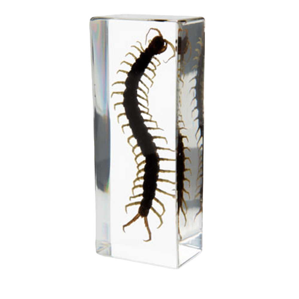 Image of Centipede 