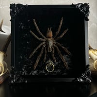 Black Velvet Tarantula 