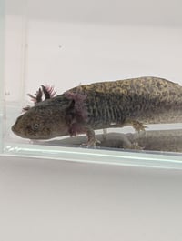 Image 2 of Pickles
