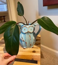 Image 1 of 'Red Imperial' Philodendron in Owl Pitcher