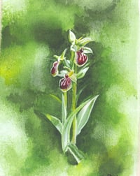 Image 1 of Early spider Orchid (study 1)