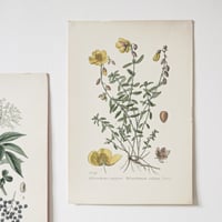 Image 4 of Planches De Botanique Couleurs -