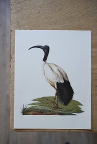 Image 8 of Planches De Bestiaire Du Muséum D'histoire Naturelle - les oiseaux .