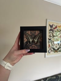 Image 1 of Asian Swallowtail Small Frame