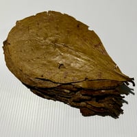 Image of Indian Almond Leaves