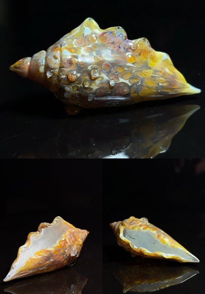 Image of Large Shell 3