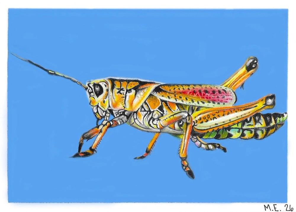 Image of Eastern Lubber Grasshopper Print