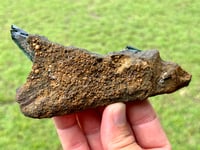 Image 11 of Vivianite & Ludlamite on Matrix Specimen |Brazil #2860