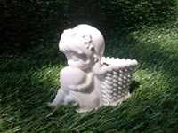 Image 1 of TerraKid +  Sentum pachyphyllum