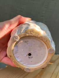 Image 5 of Polka Dot Plant in White Seahorse Pot