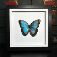 Image 2 of morpho