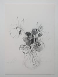 Hellebores VI