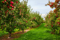 Image 2 of Apple Orchard- Wed Sept 23rd 
