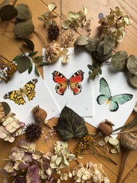 Image 5 of Wings of wonder (Bundle of 3)