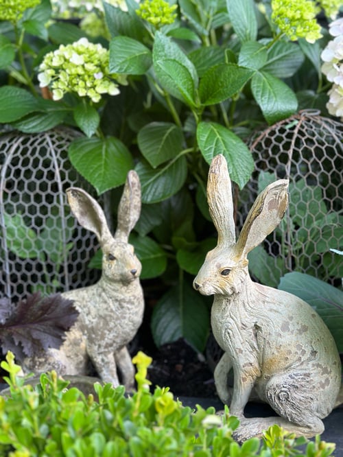 Image of Sitting Hare Paw Up