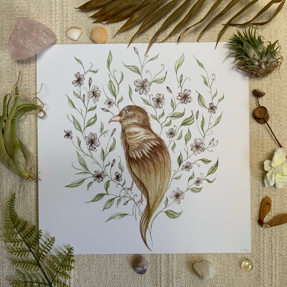 Image of Cherry Blossom