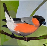 Bullfinch
