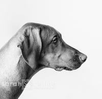 Image 3 of Dog Mini Session (single dog)