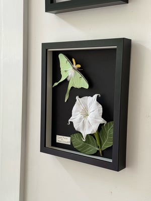 Image of Luna Moon moth and moon flower for Andrea