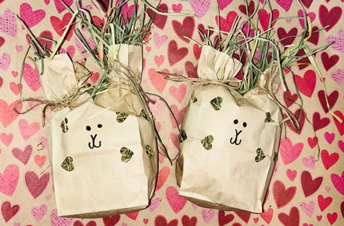 Image of Valentines Bunny enrichment forage bags