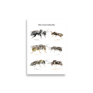 Host versus Cuckoo Bee print