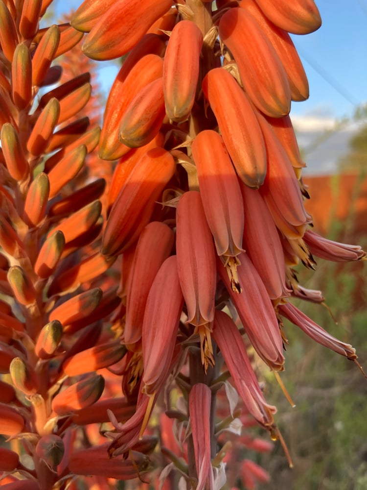 Image of aloe vera flower essence