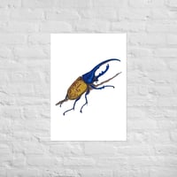 Image 4 of Hercules Beetle Print