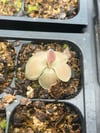 Pinguicula moranensis