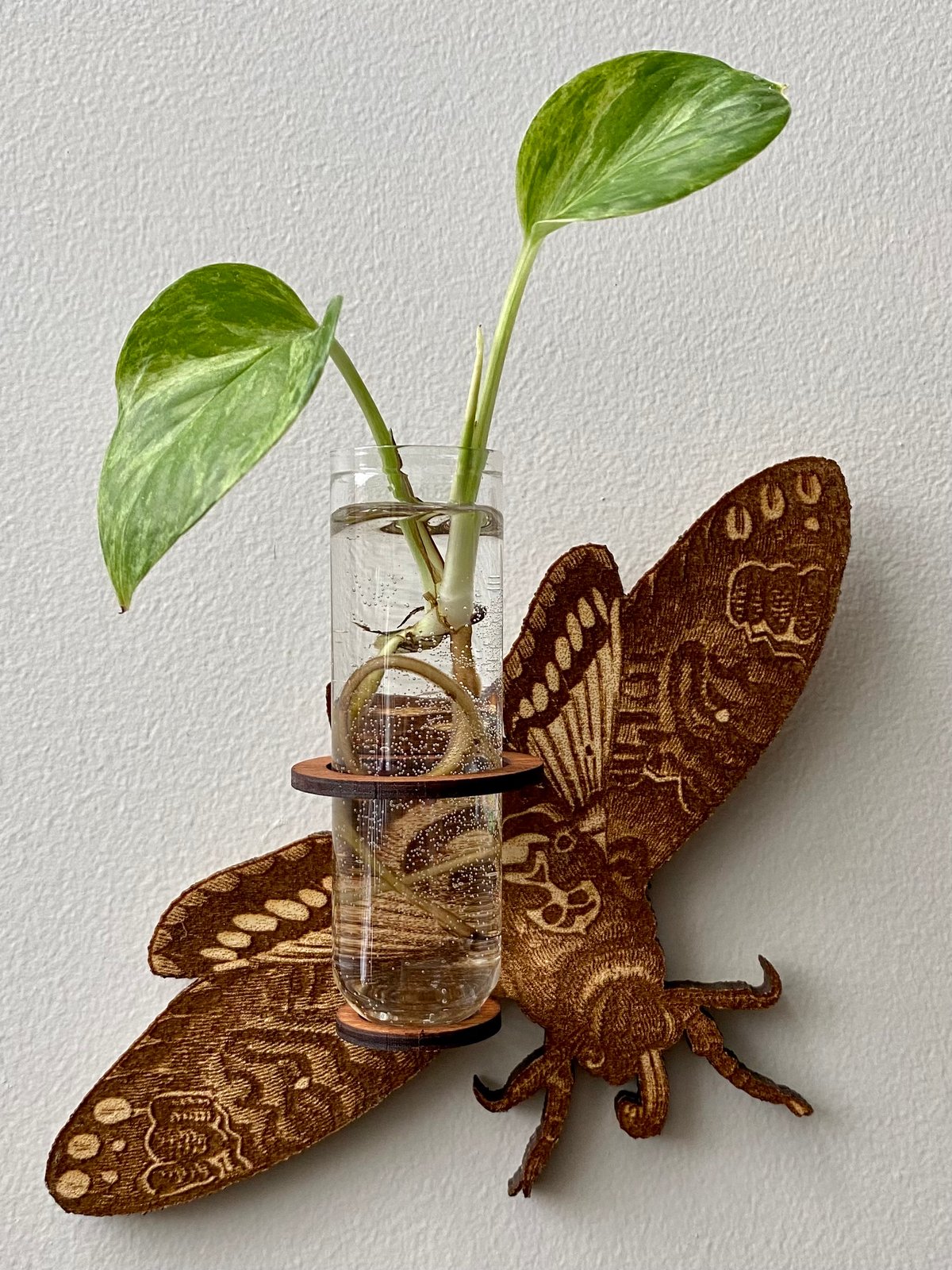 Image of Engraved Propagation Hanger - Moth
