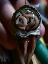 Image 20 of Nebula Hatchling Snaggletooth Pendant - Handmade,  2" OOAK