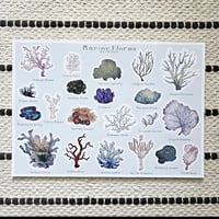 Image 1 of Marine Floras 🪸